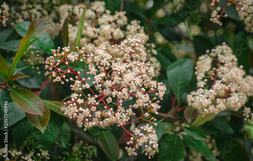 Photinia Fraseri, Red Robin plant. flowers and leaves.