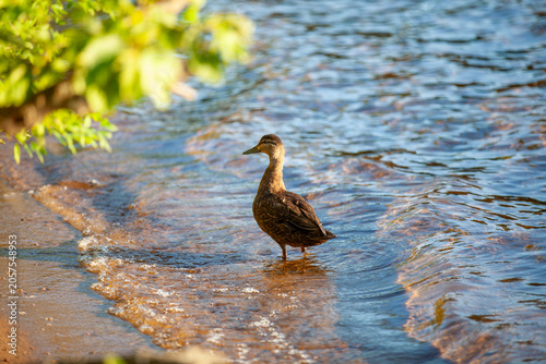 Female Mallard Duck and Ducklings on Calm Water in an Ontario Provincial Park