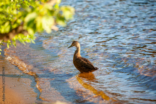 Female Mallard Duck and Ducklings on Calm Water in an Ontario Provincial Park