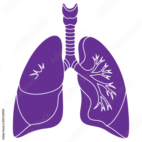 Human lungs anatomy illustration with trachea and bronchi isolated on transparent background