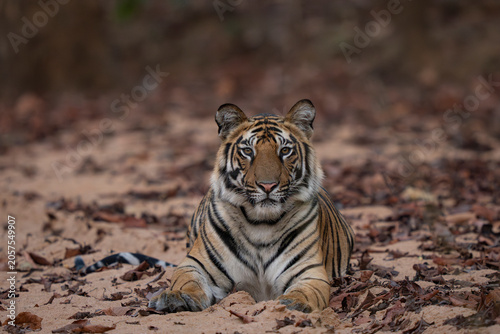 Cuadro en lienzo Wild tiger in Bandhavgarh National Park in India