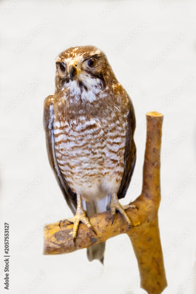 Obraz premium A hawk buzzard with a sharp beak on a white background. Birds, ornithology, ecology.