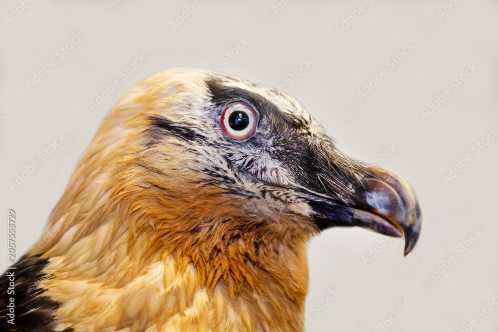 Obraz premium A bearded man with a sharp beak on a white background. Birds, ornithology, ecology.
