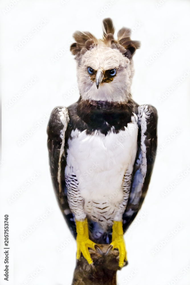 Obraz premium A harpy with a sharp beak sitting on a stone on a white background. Birds, ornithology, ecology.