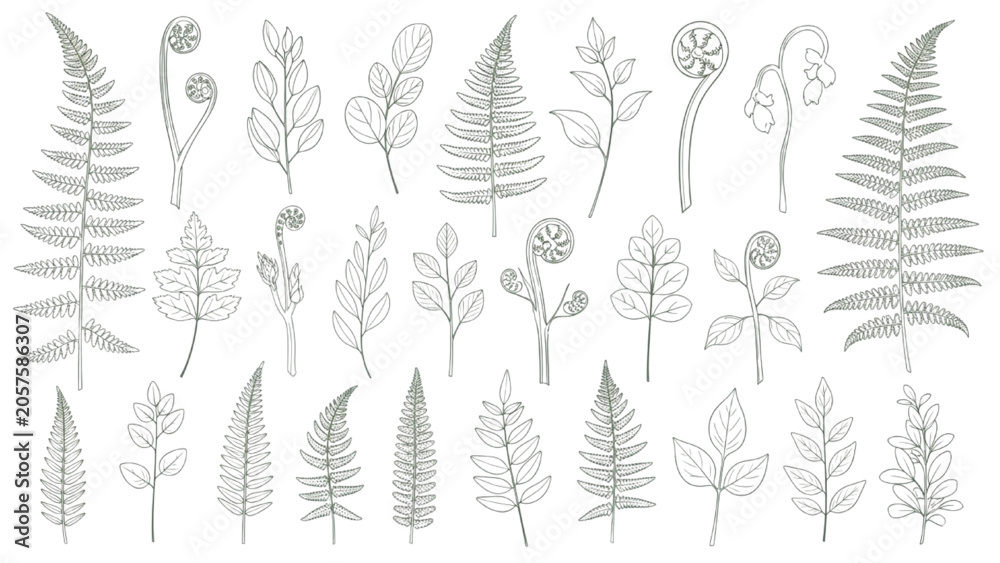 Fototapeta premium Fern Fronds Woodland Botanical Leaves Vector Set Forest Foliage and Nature Elements Collection