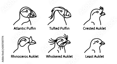 Bild auf Leinwand Minimalist Auklet and Puffin Bird Species Vector Illustrations, Scientific Ornit