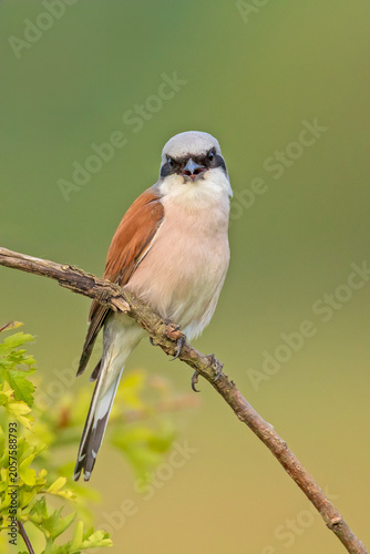 A sharp, high-quality wildlife portrait of an adult male Red-backed Shrike (Lanius collurio) perched on a diagonal bare branch. 