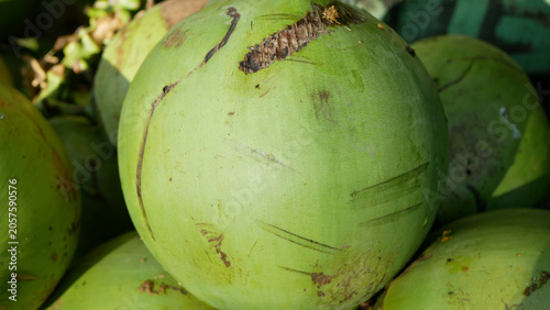 Bilde på lerret Green circle coconut tree detail Cocos nucifera cocoanut nut fresh piled young g