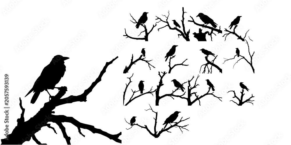 Obraz premium Crow Perched on Dead Tree Branch Silhouette