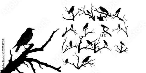 Quadro su tela Crow Perched on Dead Tree Branch Silhouette