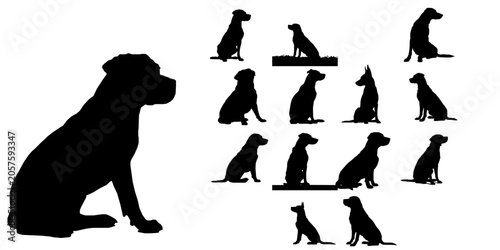 Konstfotografi Dog Sitting Patiently Silhouette