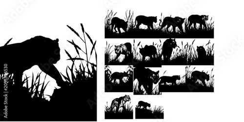 Fotografía Tiger Prowling in Tall Grass Silhouette