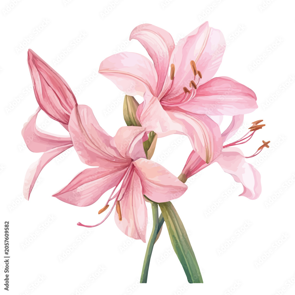 Fototapeta premium Nerine Lily Flower, elegant watercolor vector illustration, isolated on a white background.