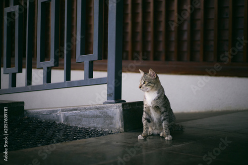 A scene with a cat