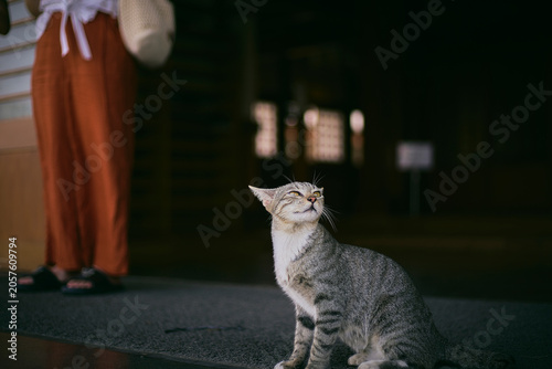 A scene with a cat