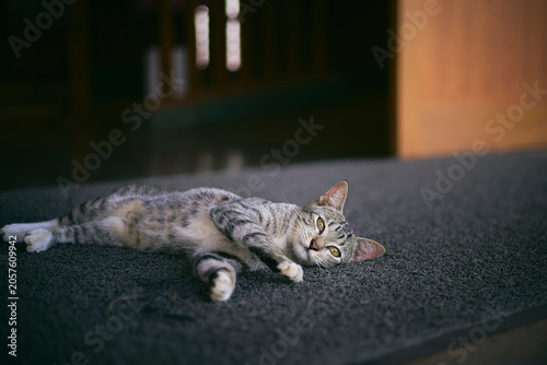 A scene with a cat