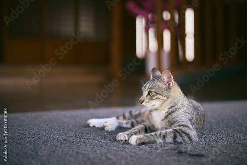 A scene with a cat
