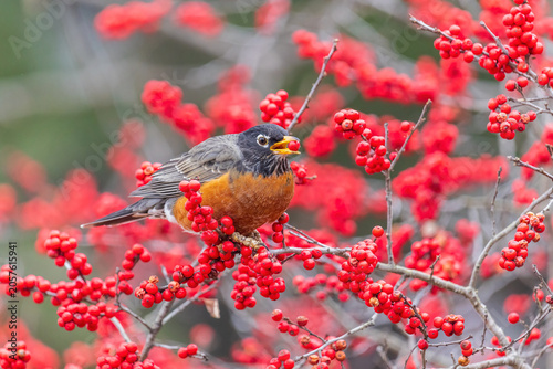Bild auf Leinwand 01382-05614 American Robin (Turdus migratorius) eating berries in Winterberry bush (Ilex verticillata) Marion Co