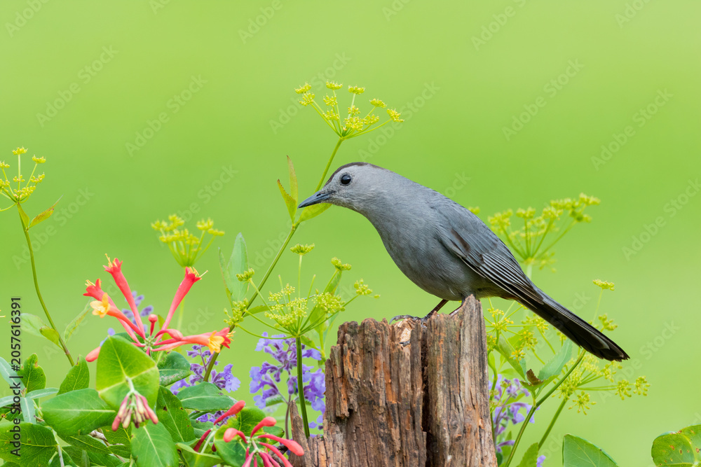 Obraz premium 01392-03713 Gray Catbird (Dumetella carolinensis) on fence post near flower garden Marion Co. IL