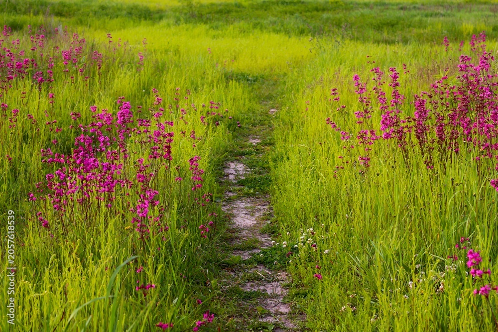 Fototapeta premium Path through blooming pink wildflower meadow in summer countryside