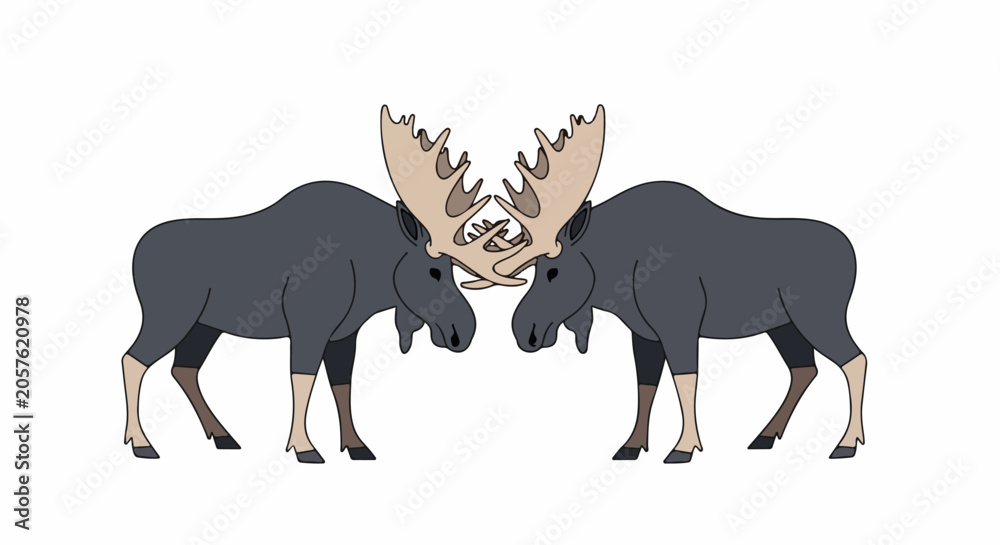 Fototapeta premium Two large moose with impressive antlers face each other, their majestic racks intertwined in a striking display
