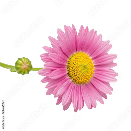 A vibrant pink flower with a yellow center and green stem against a white background