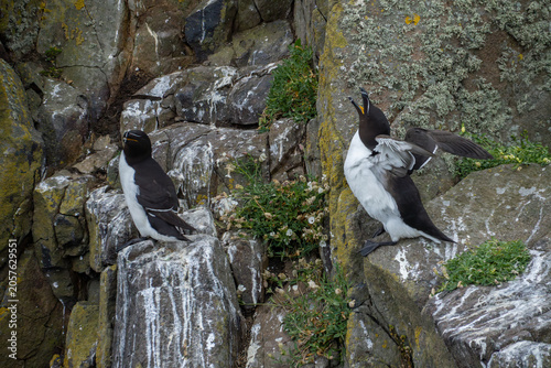 Obraz na płótnie Razorbills Displaying on Coastal Cliffs, Isle of May, Scotland