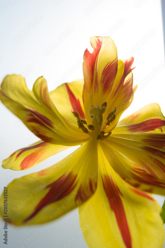 Obraz premium yellow lily flower