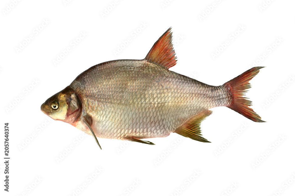 Fototapeta premium Common bream Abramis brama side view isolated on transparent background