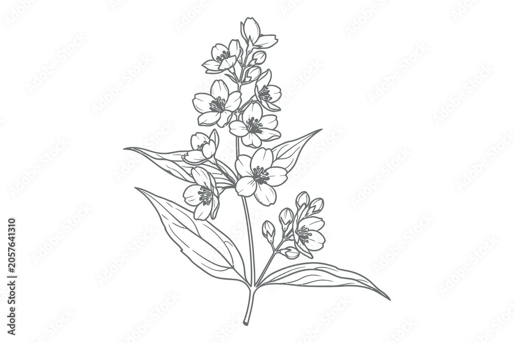 Fototapeta premium Delicate jasmine flower silhouette a botanical illustration in black and white