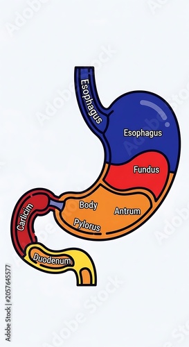 Human digestive system diagram with labeled organs.