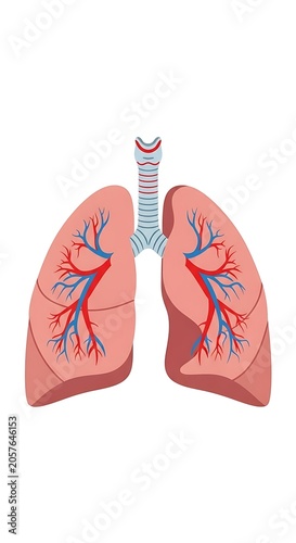 Pink lungs with blue bronchial tubes isolated on white.