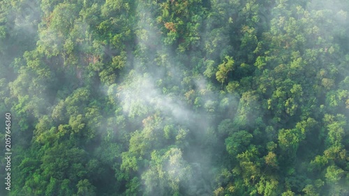 Green tree nature background for carbon neutrality and net zero emissions concept. Drone view of green tree captures CO2 to Sustainable green environment.