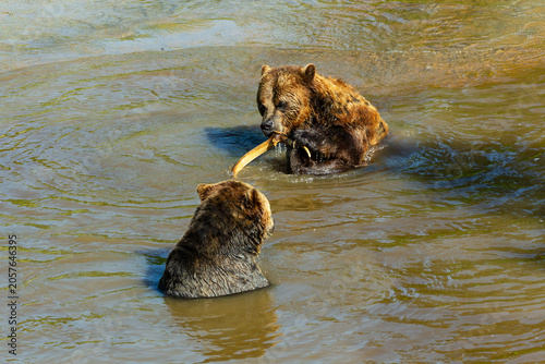 Fotografía Two grizzly bears half immersed in a lake enjoying a swim, with one gnawing antl