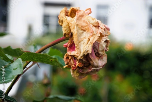 Verwelkte Rose an Strauch in Garten vor weißer Hausfassade bei Sonne am Abend im Frühling