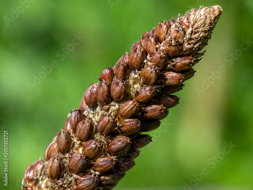 plantago. Extreme close-up of a plantago plant's spike covered in tiny brown seeds. gardening catalogs, home-decor guides, designed for gardening and botanical catalogs, used by art directors.