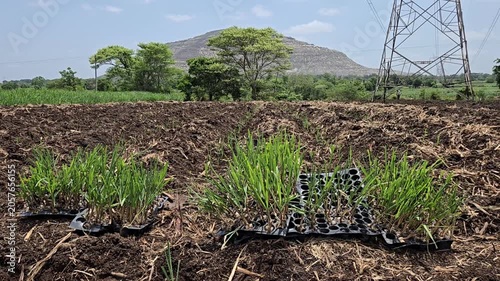 Rooted in a completed plantation, remained sugarcane saplings in trays stand beneath a towering pylon. It builds a vital green energy concept to power past global agriculture & sustainability crisis.