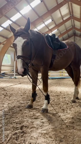 Brown horse with saddle and bridle standing in indoor riding area