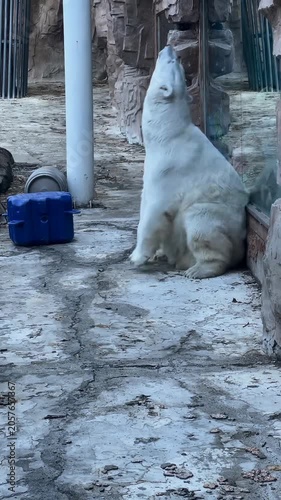 Polar white bear resting against glass wall captivity 