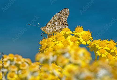 Vanessa del cardo su fiore di cineraria