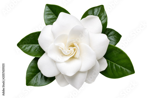 Fotografie A single, pristine gardenia flower with lush green leaves on a white background