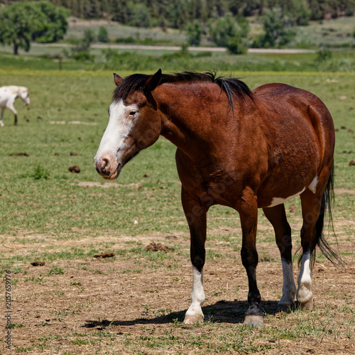 Bild auf Leinwand Brown horse with white face markings stands in a grassy pasture on a ranch