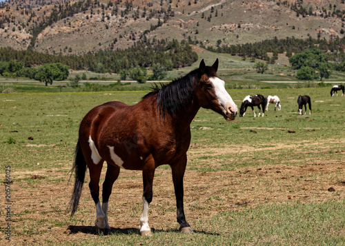 Brown and white horse stands in a grassy field with mountains in the background