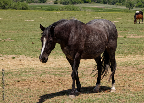 Dark roan horse with white blaze stands in a South Dakota pasture