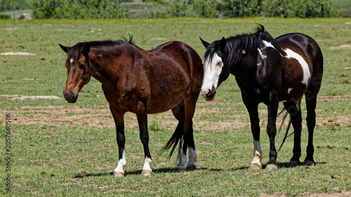 Two horses standing in a grassy field on a sunny day in South Dakota