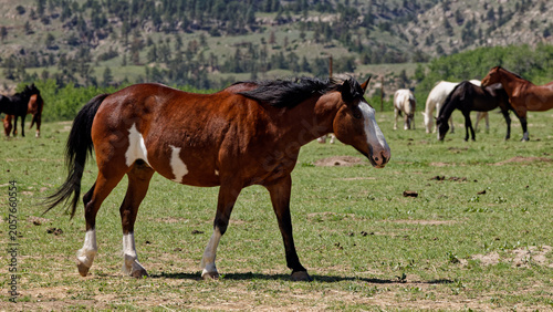 Brown and white horse walks across a grassy field on a South Dakota ranch