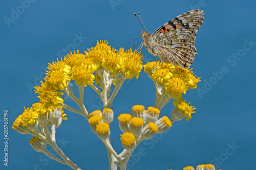 Vanessa del cardo su fiore di cineraria