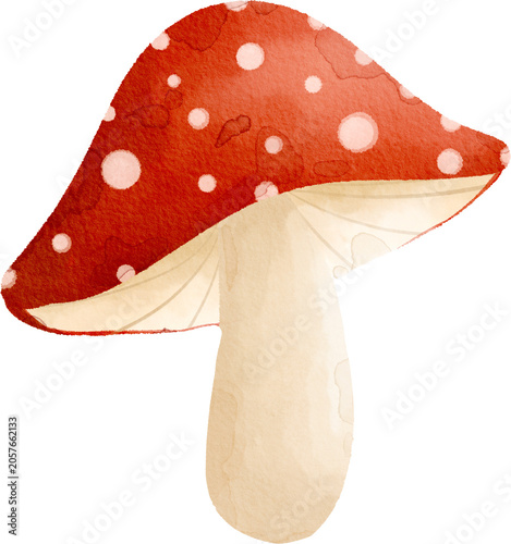 Bild auf Leinwand red fly agaric mushroom watercolor illustration