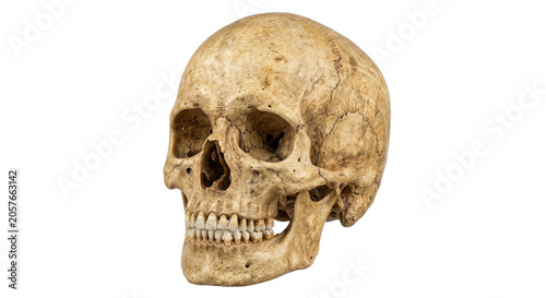 Photos Detailed human skull with visible sutures and teeth, isolated on white backgroun