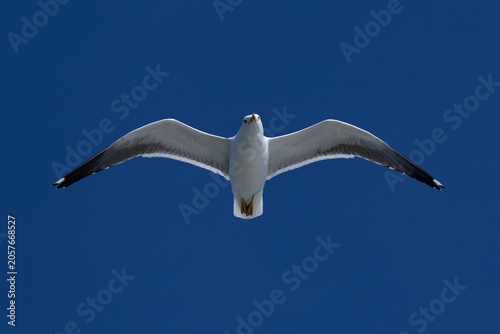 adult lesser black-backed gull (Larus fuscus) of subspecies intermedius in flight looking directly to the photographer, found at Texel,m in the Netherlands